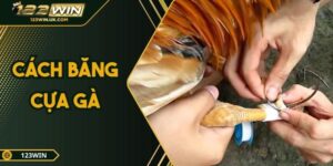 Cách Băng Cựa Gà Cho Người Mới Chơi – Hướng Dẫn Từ 123win