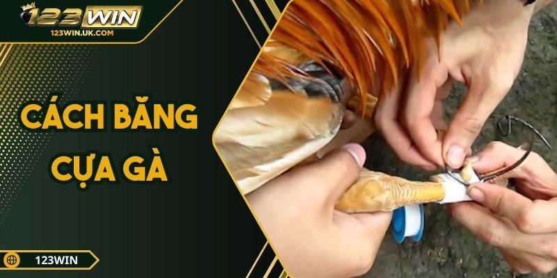 Cách Băng Cựa Gà Cho Người Mới Chơi – Hướng Dẫn Từ 123win