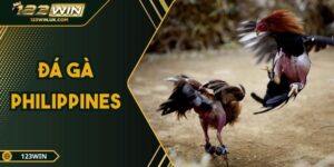 Đá Gà Philippines – Sân Chơi Minh Bạch Chỉ Có Tại 123win