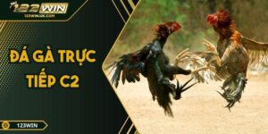 Xem Đá Gà Trực Tiếp C2 Chất Lượng Cao, Tốc Độ Mượt Mà Tại 123win