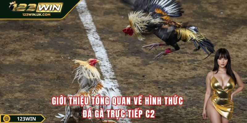 Giới thiệu tổng quan về hình thức đá gà trực tiếp C2