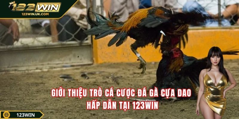 Giới thiệu trò cá cược đá gà cựa dao hấp dẫn tại 123win