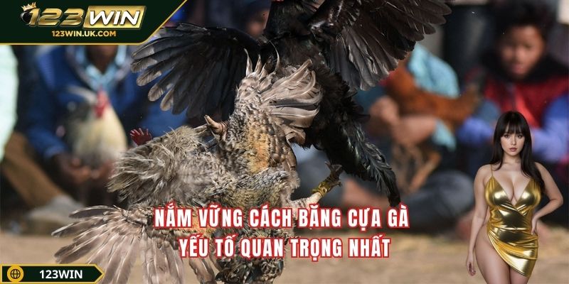 Nắm vững cách băng cựa gà - Yếu tố quan trọng nhất